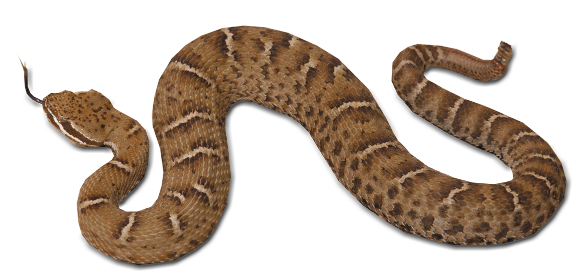 Photo of Ridge-Nosed Rattlesnake